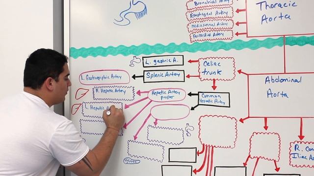 Circulatory System | Arteries of the Thorax & Abdomen | Flow Chart смотреть онлайн