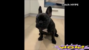 Приколы Про Животных / Как пукают животные