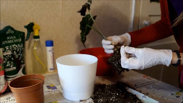 Пересадка Алоказии Полли с магазина смотреть онлайн