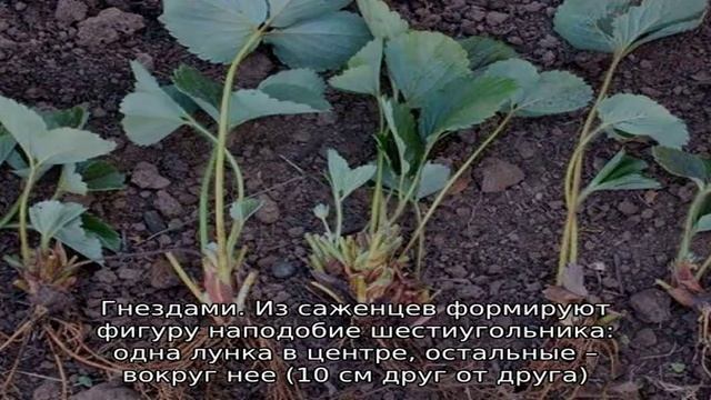 Как посадить клубнику весной смотреть онлайн