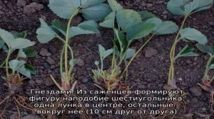 Как посадить клубнику весной