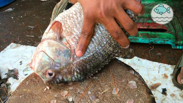 Live Tilapia Fish Cutting Skills In Bangladesh Fish Market II fastest fish cutting skills смотреть онлайн