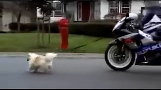 Байкер выгулил собаку! смотреть онлайн