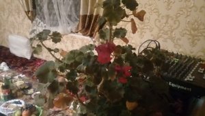 Азиз Мачнун туй. Внукут.