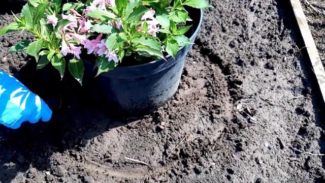 Сажаю вейгелу в открытый грунт летом смотреть онлайн