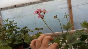 Как подготовить пеларгонию к зиме.