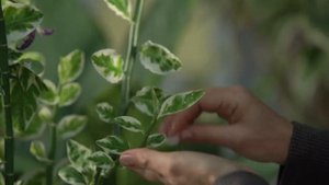 Как вылечить болезни комнатных растений