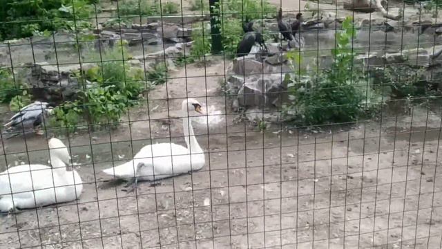 Vlog: Поехали в Ростовский зоопарк с детьми. смотреть онлайн