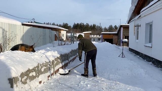 Домашние хлопоты || Собака помогает по хозяйству .