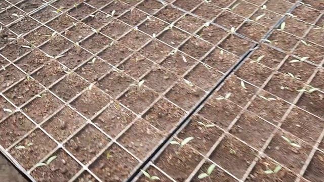 Почему мы не поливаем холодной водой свои растения смотреть онлайн