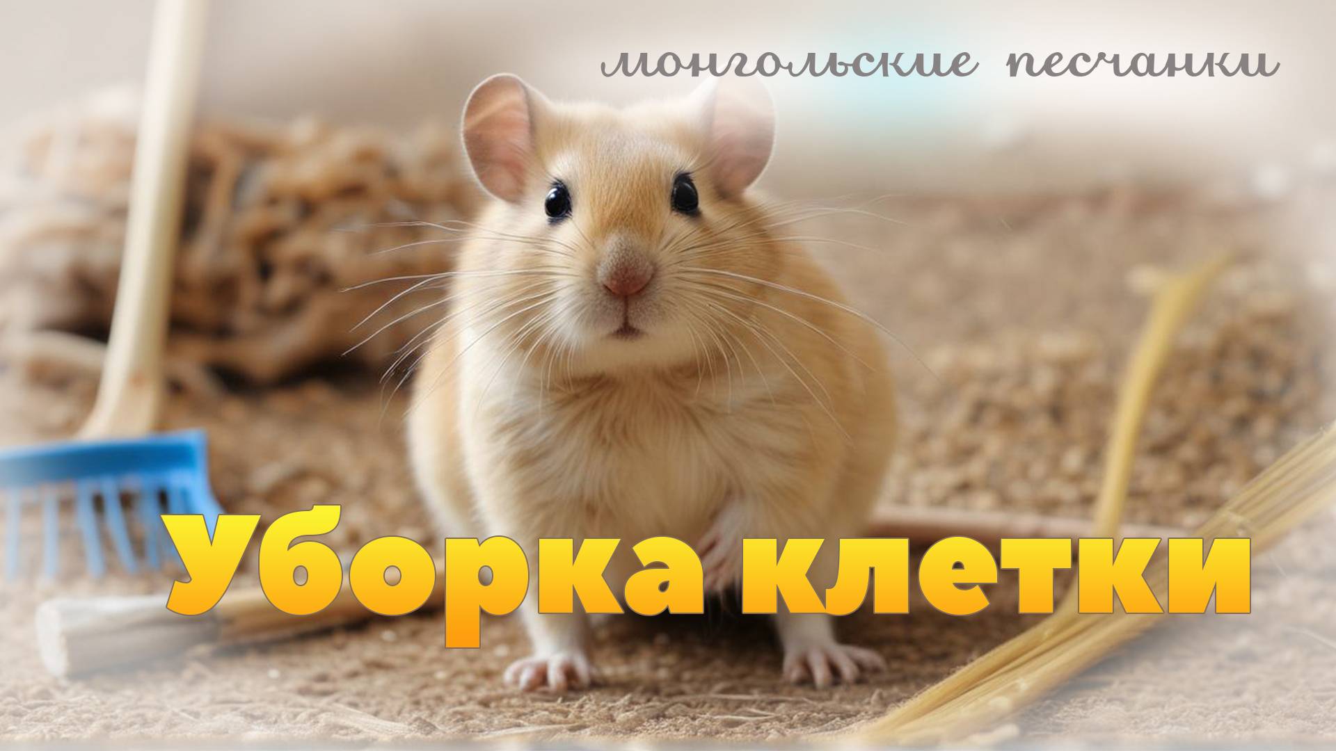 Монгольские песчанки. Чистка клетки
