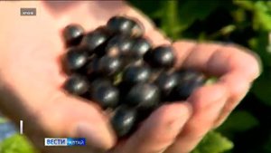В Институте садоводства Сибири начался массовый сбор смородины