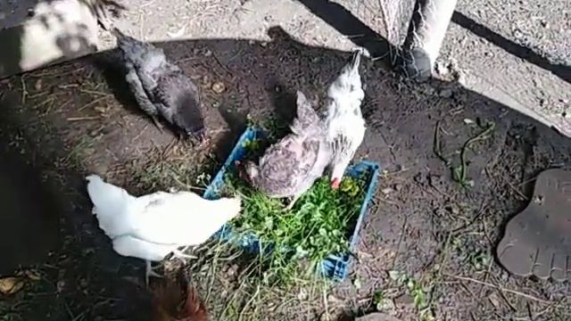 Яйценоскость кур ???цветы ?котлеты ?️