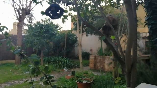 Зимой в саду. #Испания Наслаждение пить чай под звуки его обитателей #костабрава смотреть онлайн