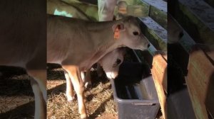 Племенные бычки джерсейской породы