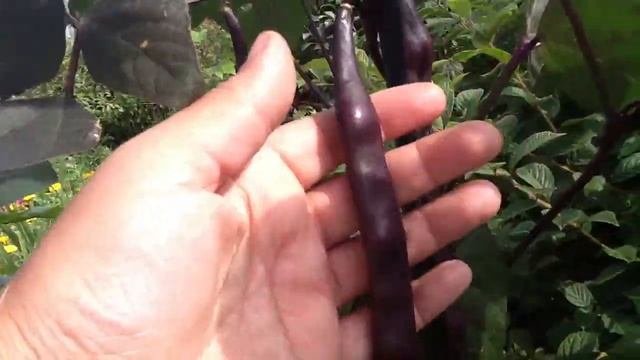 Супер урожайная ФАСОЛЬ !!!