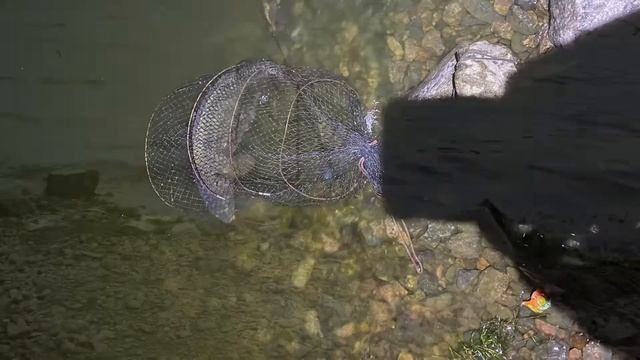 Рыбалка на ДИКОГО САЗАНА Карпа просто ЖЕСТЬ! Рыбалка с ночёвкой на ДИКОГО САЗАНА ! фото отчёт смотреть онлайн