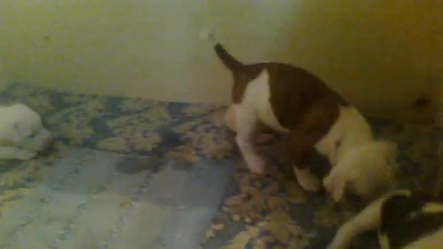 Щенки американского бульдога,продажа смотреть онлайн