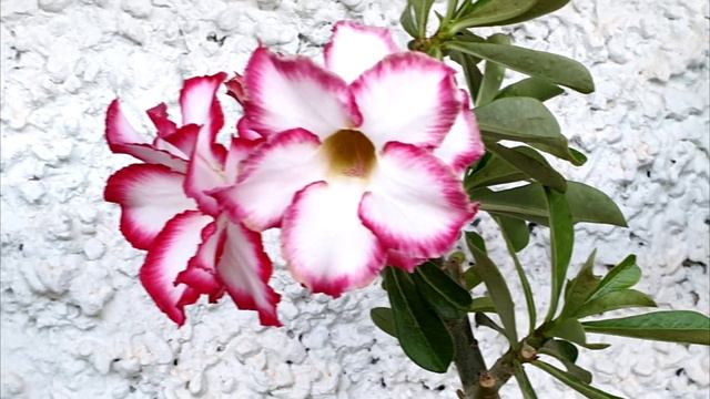 Adenium obesum cv Picotee