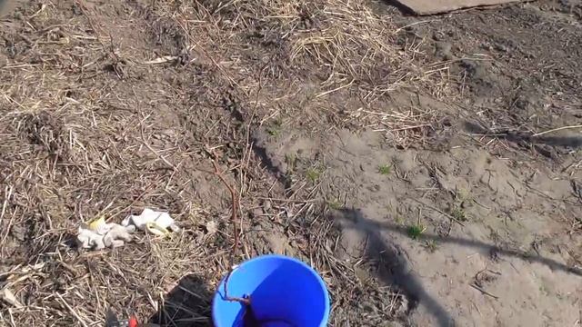 Посадка саженца винограда в зоне укрывного виноградарства.