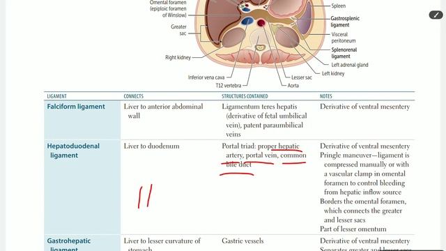Up To Date - GIT anatomy (part 1) смотреть онлайн