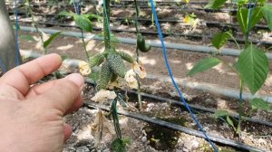 Овощи Растут. Огурец СВ4097, проблемы с абортацией.