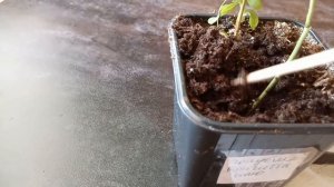Зимнее черенкование голубики и укоренение. Часть2