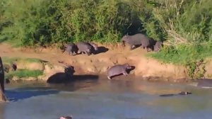 СЛОН В ДЕЛЕ: СЛОН ПРОТИВ КРОКОДИЛА, НОСОРОГА, ЛЬВА, БЕГЕМОТА, ЖИРАФА И ДРУГИХ