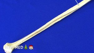 Малоберцовая кость (Fibula)