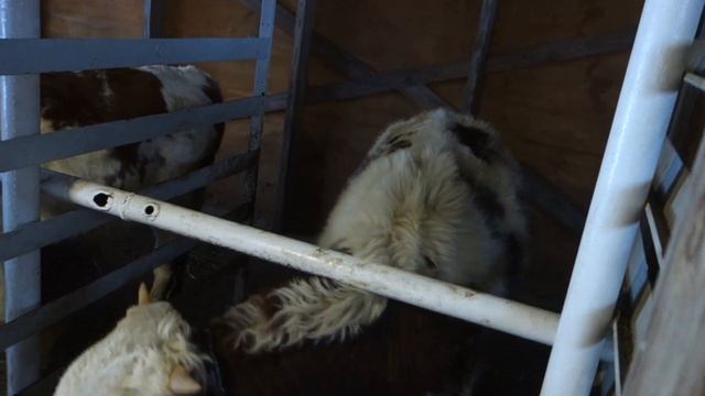 Бычки 10 и 12,13 месяцев. 5 сезон. смотреть онлайн