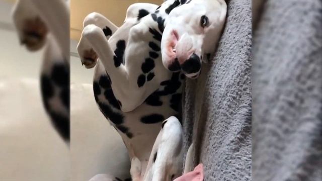 Dalmatian Compilation ?? | Best Videos With Dalmatian смотреть онлайн
