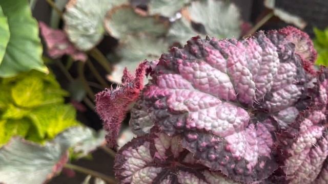 Seaside Cottagecore Nursery | VSOH $25, Alocasia 'Silver Dragon' $15! смотреть онлайн