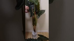 Колоказия | Colocasia esculenta | распаковка и сборка