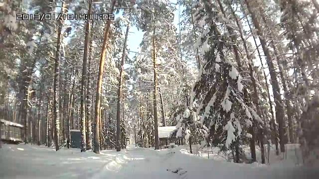 Лес. Поветлужье.