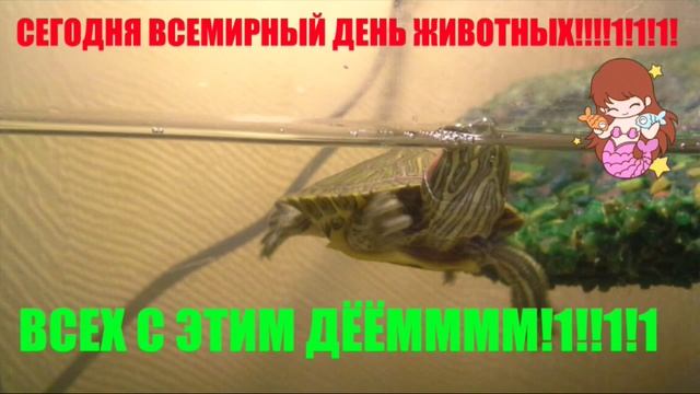 #ВсемирныйДеньДомашнихЖивотных