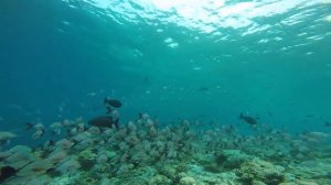 Ellaidhoo maldives by cinnamon 4. Мальдивы 2018