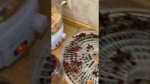 Як легко сушити калину