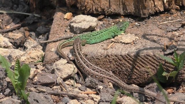 Думала , что змея ?..а это красотули ? смотреть онлайн