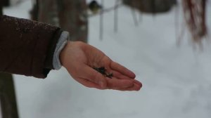 Ручные синицы