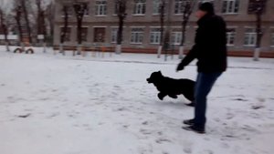 Ньюфаундленд, 6 месяцев