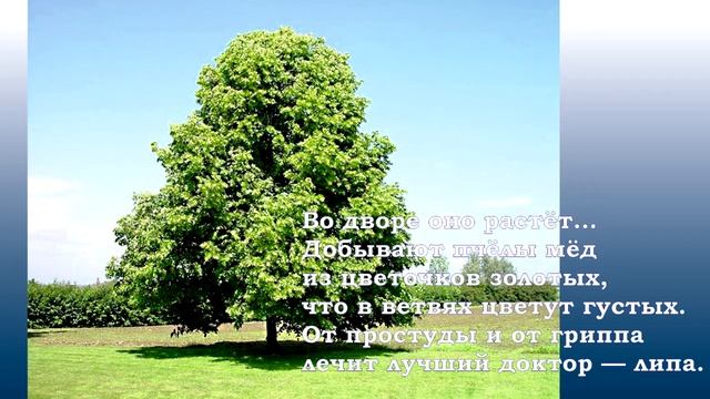 Занятие по познавательному развитию детей "Растительный мир" от Моргуновой Лилии Игоревны смотреть онлайн