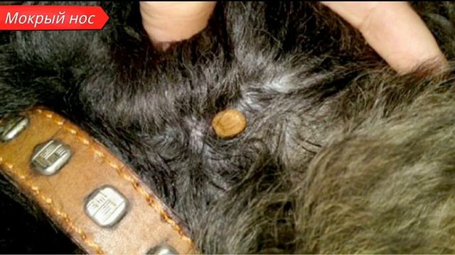 Топ любимых мест клещей. Мокрый нос смотреть онлайн