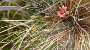 Злаковый сад.Красивые злаки.