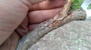 ФУНДУК.Прививки на МЕДВЕЖИЙ орех.