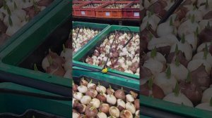 Капельный полив тюльпана на гидропонике
