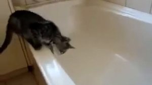 Прикол  Кот падает в ванну с водой