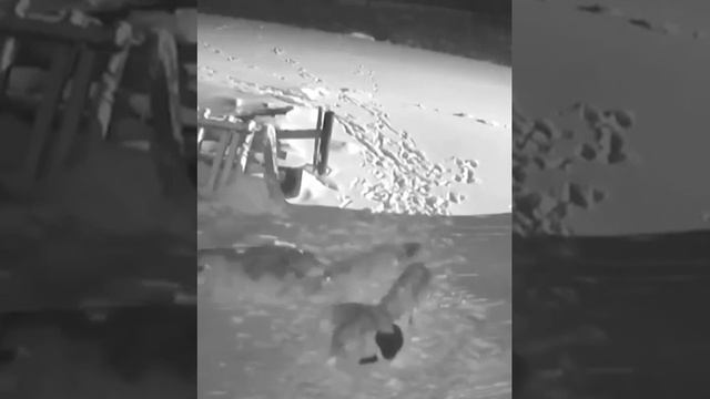 Волки в Башкирии волки напали на собак в деревне смотреть онлайн