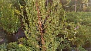 можжевельник вертикальный быстрым и средний скоростью роста.