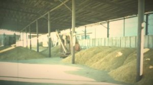 Совхозу "Архангельский" в этом году 75 лет!