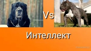 Питбуль против Алабай! КТО СИЛЬНЕЕ?
Pittbull VS Alabay!
WHO IS STRONGER?